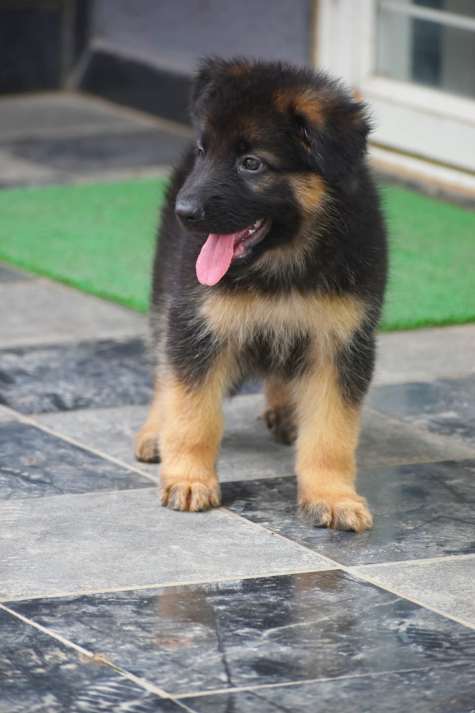 German Shepherd puppies for sale In Pune