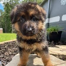 German Shepherd male puppy price In Pune