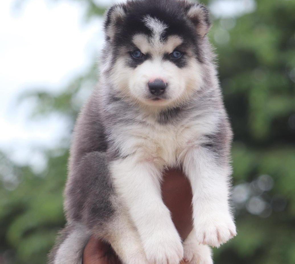 Siberian Husky puppy for adoption In Pune
