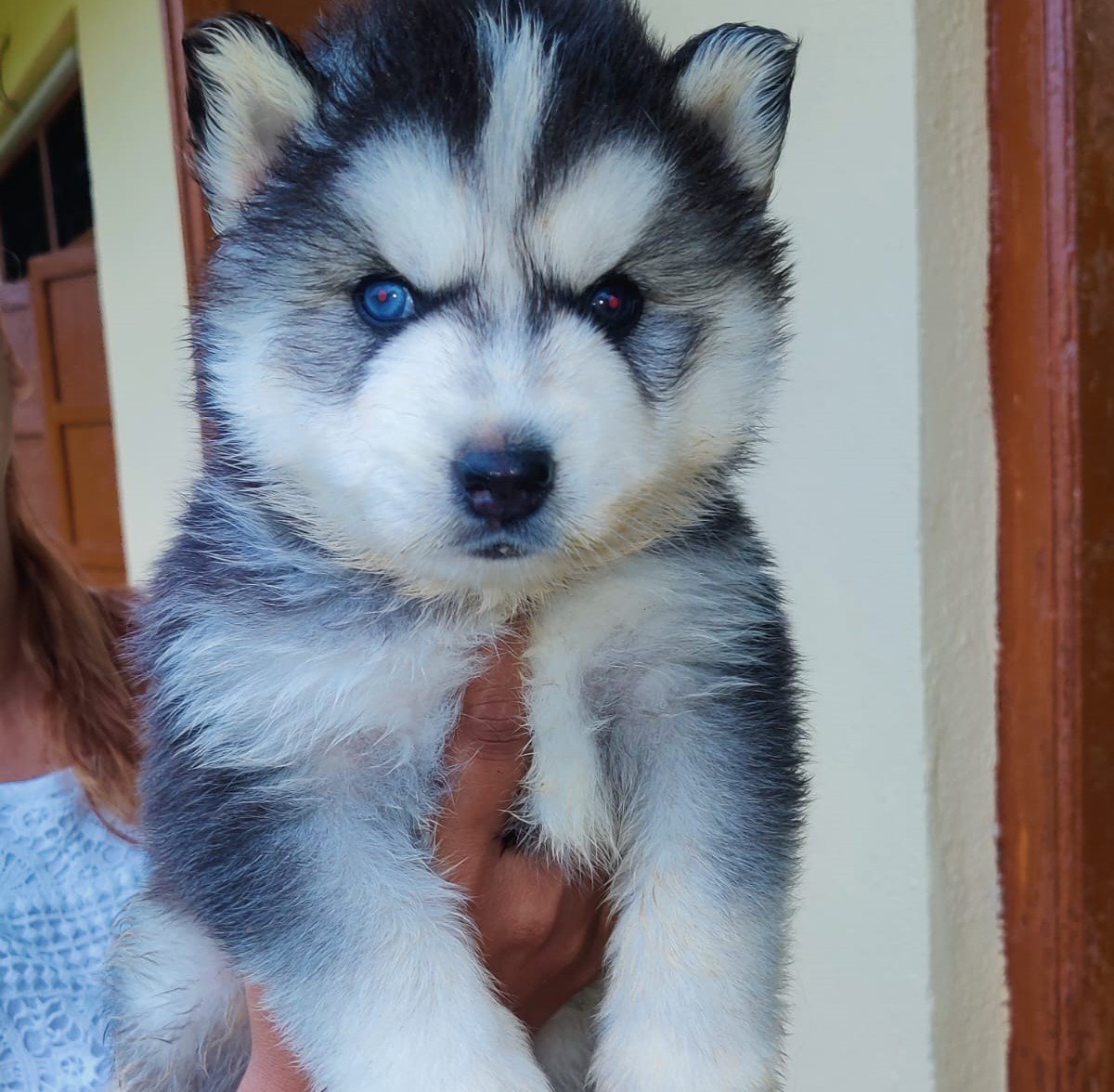 Siberian Husky puppies for sale In Pune