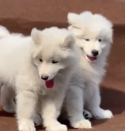 Siberian Husky male puppy price In Pune