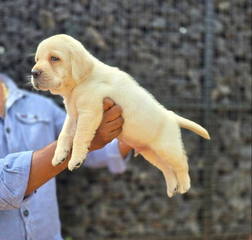 Labrador Retriever Price In Mumbai