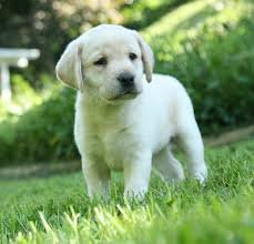 Labrador dog breeders in Mumbai