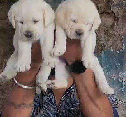 Labrador Retriever Puppies Price In Mumbai