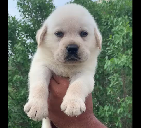 Labrador puppies for sale in Bangalore