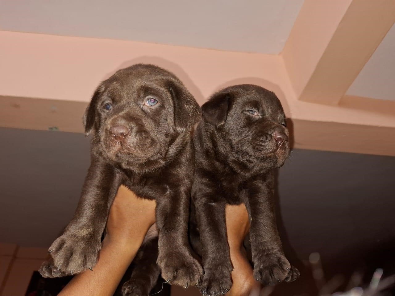 Buy labrador retriever puppies in Chennai