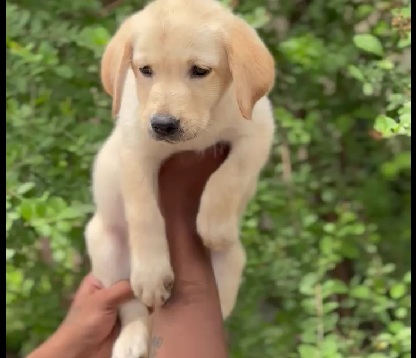Labrador retriever puppies for sale online in Kolkata
