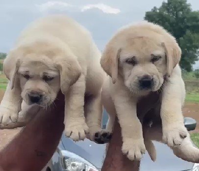 Labrador Retriever Price In Vizag