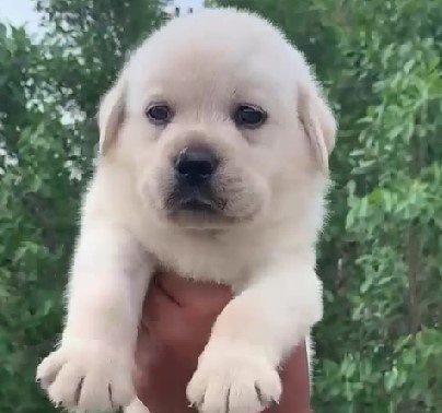 Buy labrador retriever puppies in Hyderabad