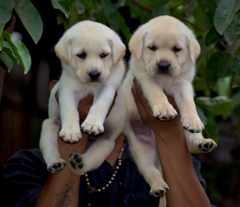 Labrador Retriever Price In Jaipur