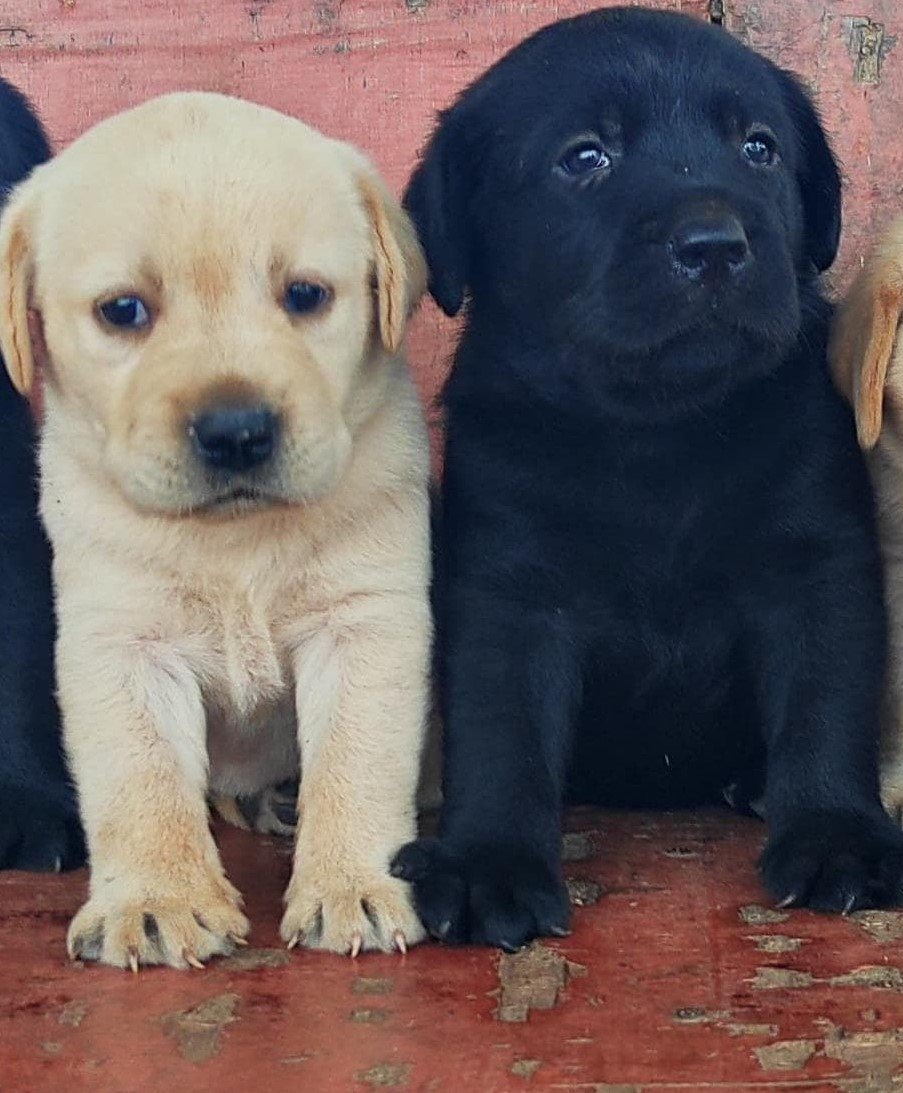 Labrador Retriever Price In India
