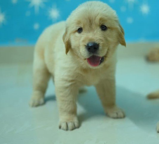 Golden Retriever puppies for sale In Mumbai