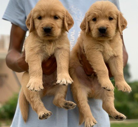 Golden Retriever Price In Bangalore