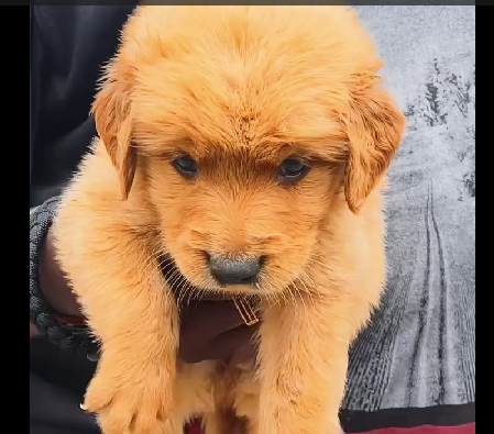 Golden Retriever puppies for sale In Kolkata