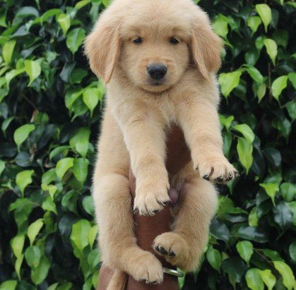 Golden Retriever male puppy for sale in Ahmedabad