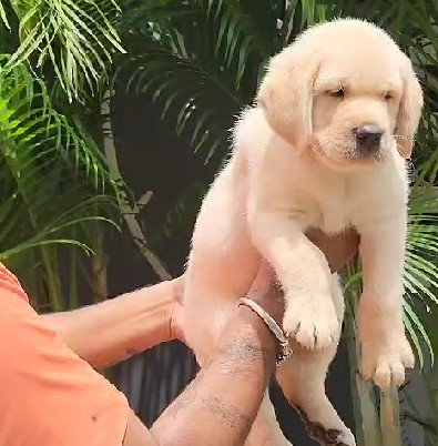 Golden Retriever puppies for sale In Vizag