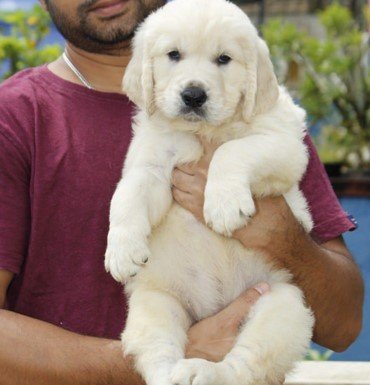 Golden Retriever puppies for sale In Hyderabad