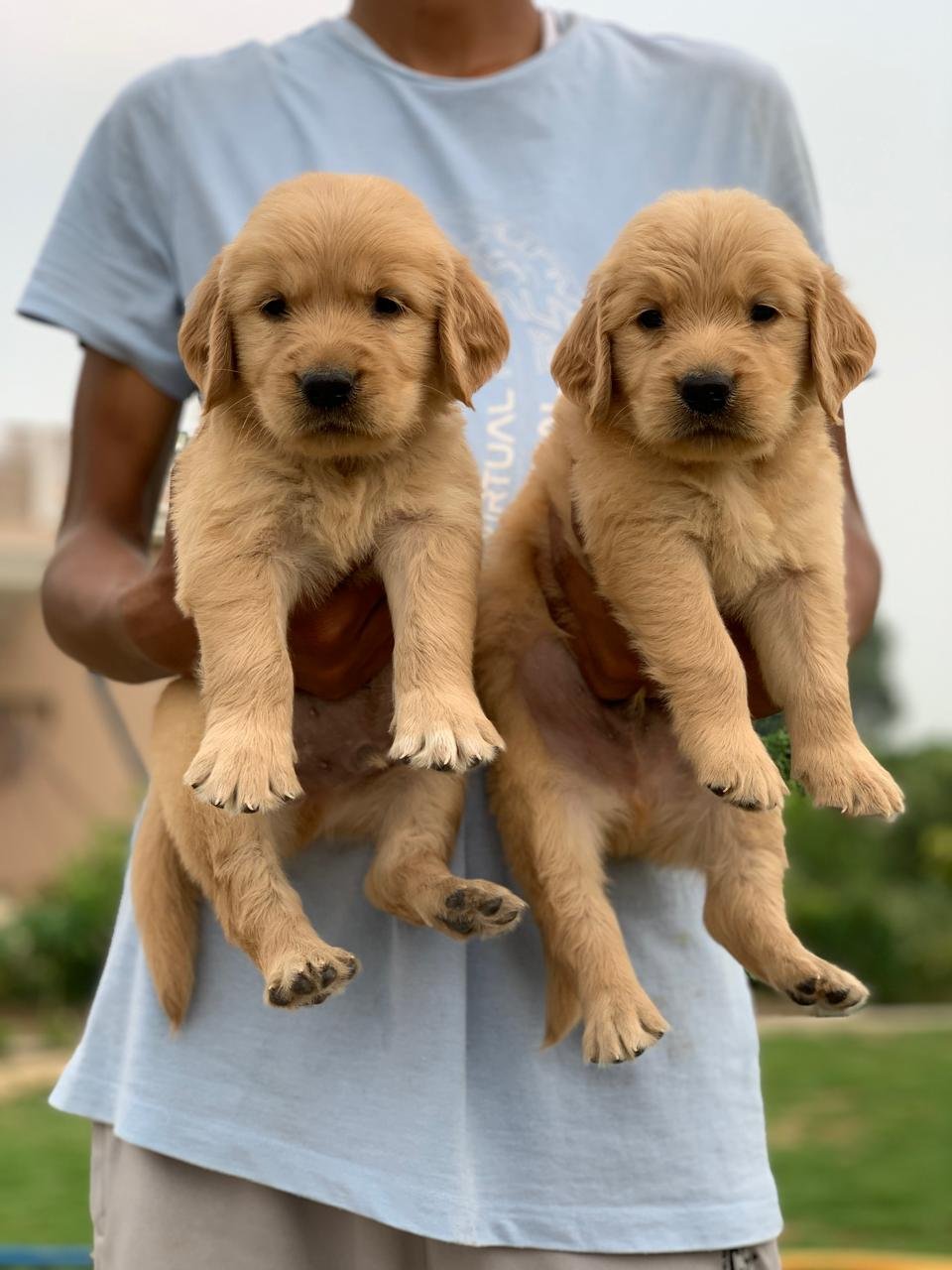 Golden Retriever puppies for sale In Jaipur
