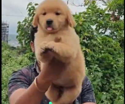 Golden Retriever puppies for sale In Goa