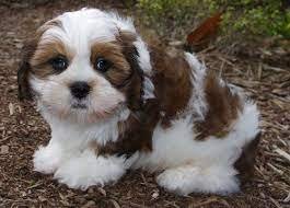 Lhasa Apso male puppy price In Pune