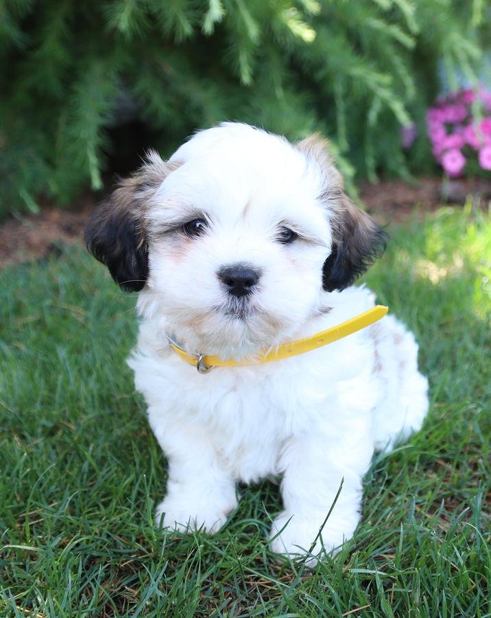 Lhasa Apso puppies for sale In Pune