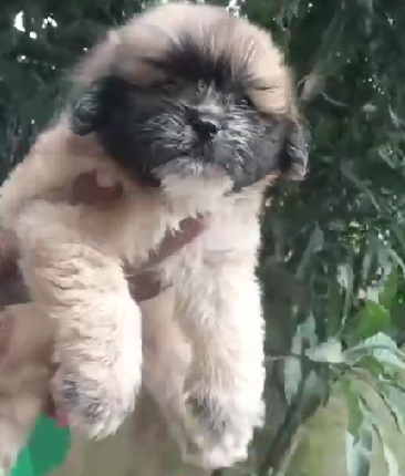 Buy lhasa apso puppies in pune