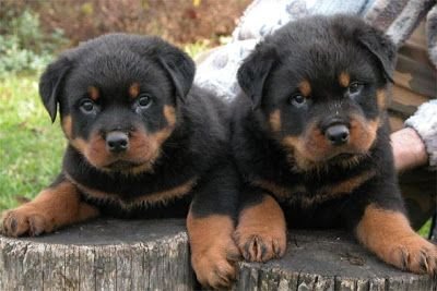 Rottweiler puppies for sale In Pune