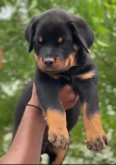 Rottweiler male puppy price In Pune