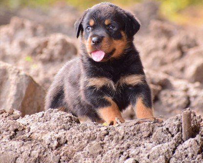 Rottweiler puppy for adoption In Pune