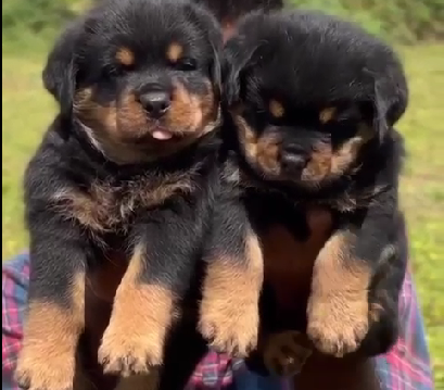 Rottweiler female puppy price In Pune