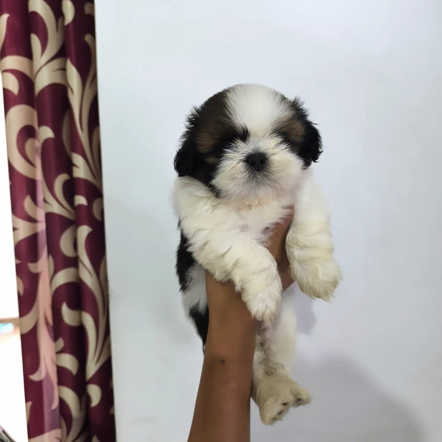 Shih Tzu male puppy price In Pune