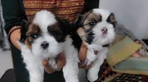 Shiz Tzu dog for sale near me In Pune