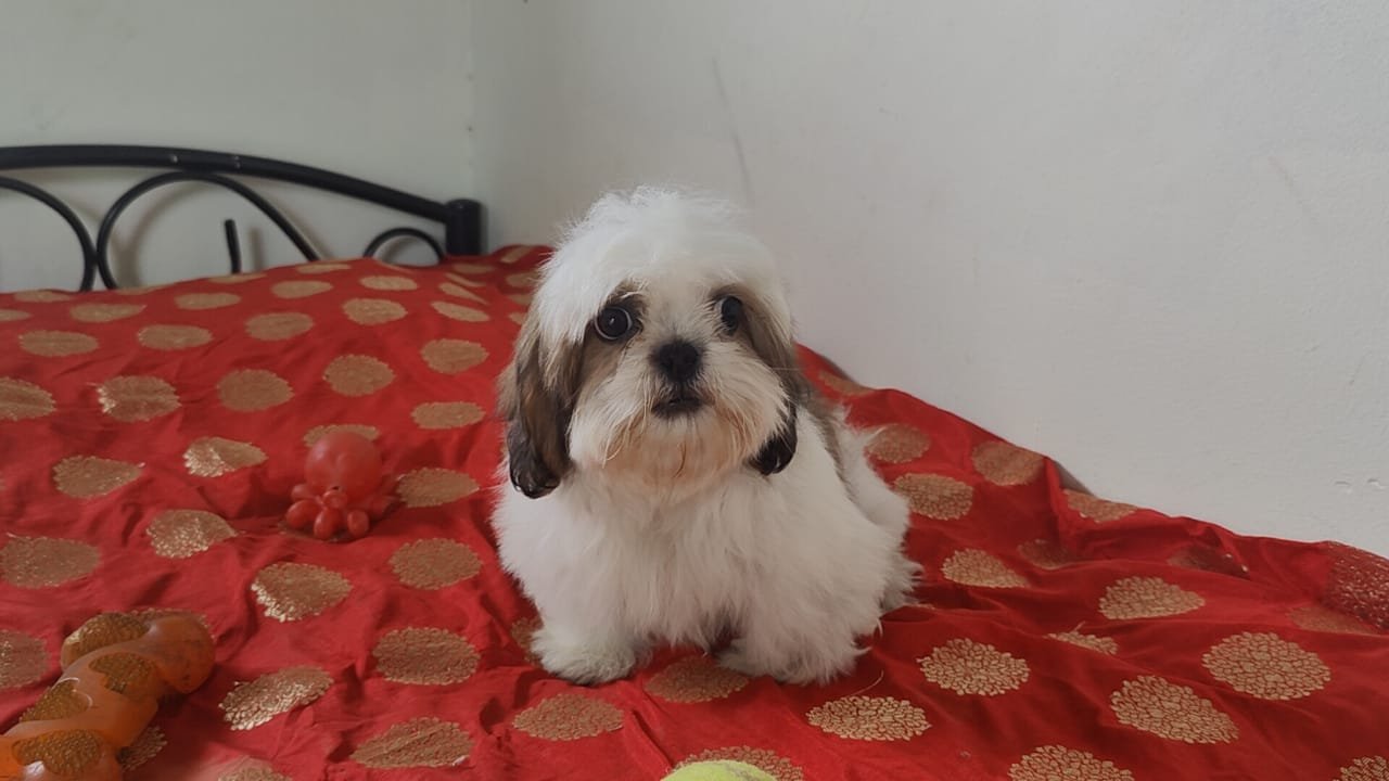 Shih Tzu puppy for adoption In Pune