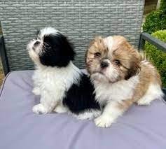 Shih Tzu puppies for sale In Pune