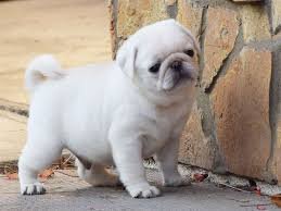 Pug male puppy price In Pune