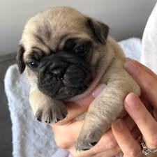 Pug puppies for sale In Pune