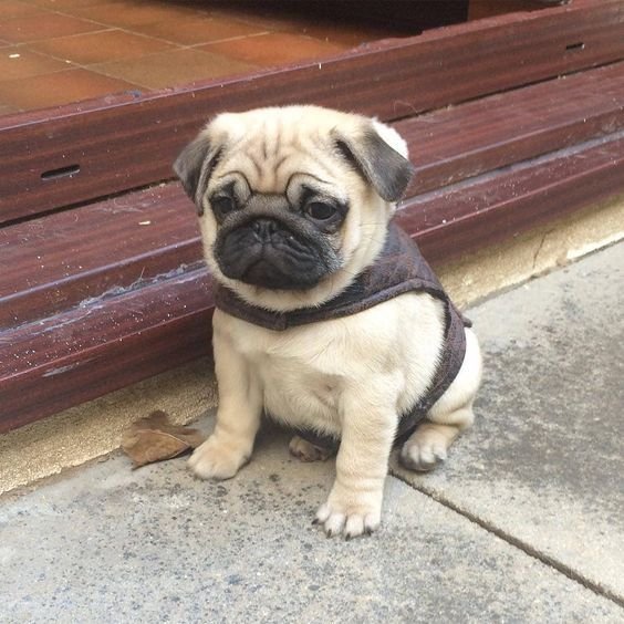 Pug male puppy price In Pune