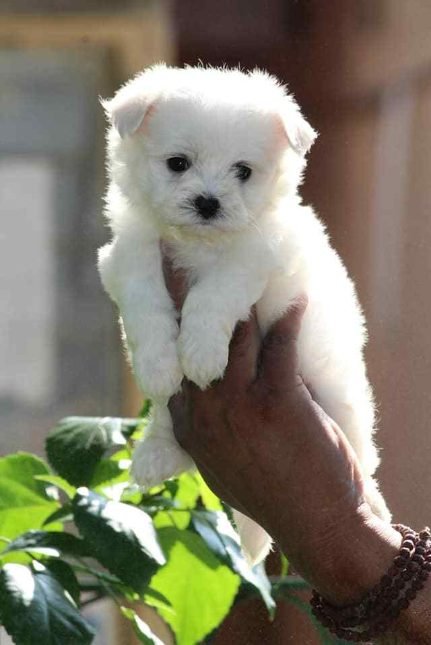 Maltese puppy for adoption In Pune