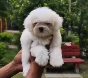 Maltese  puppies for sale In Pune