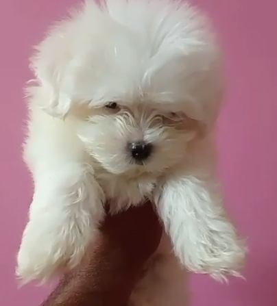 Maltese  dog for sale near me In Pune