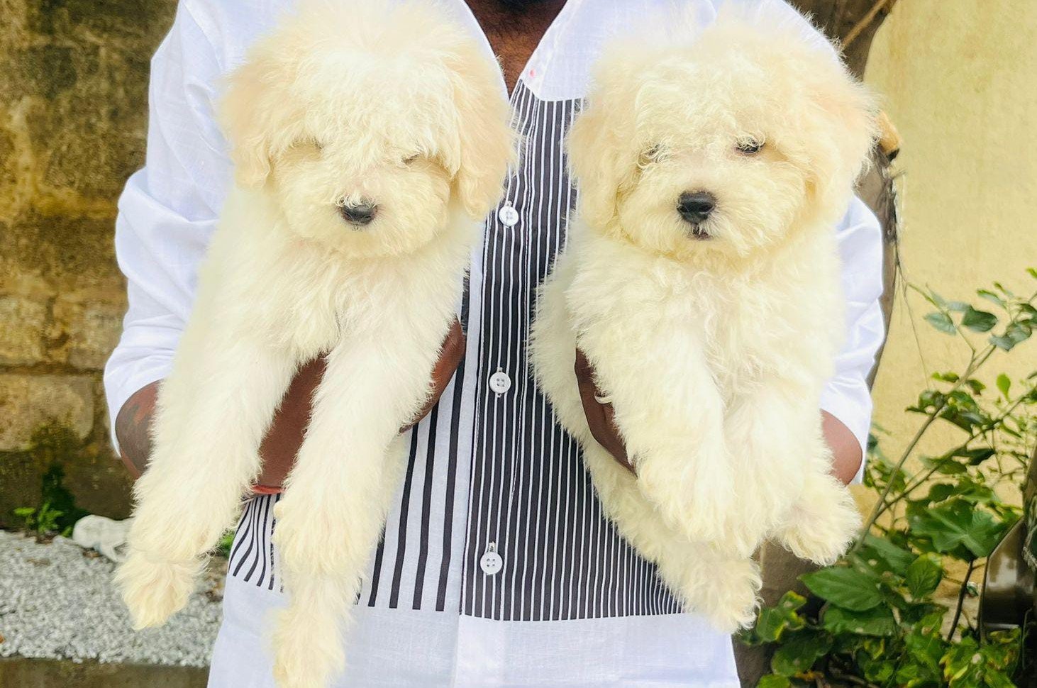 Maltese dog breeder In Pune