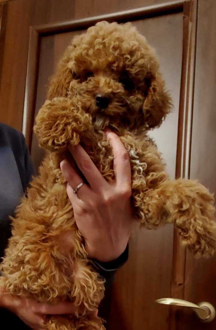 Poodle puppies for sale In Pune