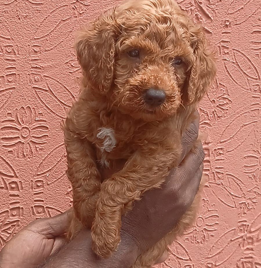 Poodle male puppy price In Pune