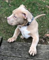 Pitbull male puppy price In Pune