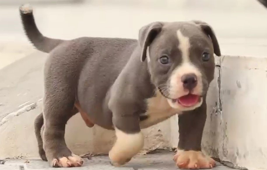 Pitbull  dog breeder In Pune