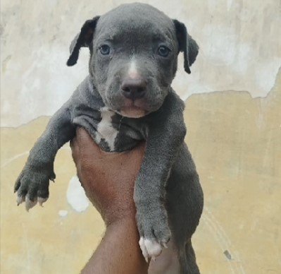 Pitbull male puppy price In Pune