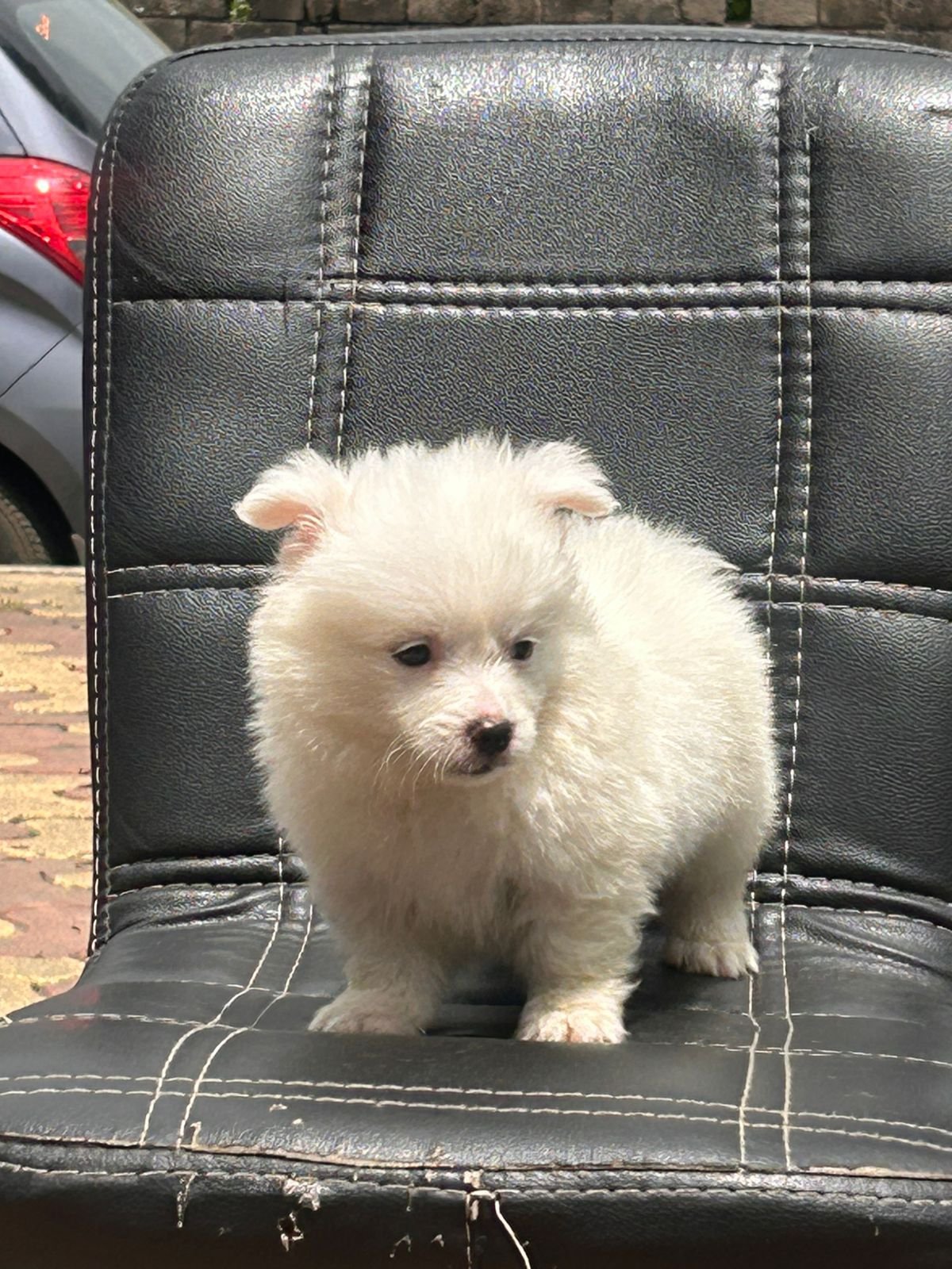 Pomeranian  dog Price In Pune