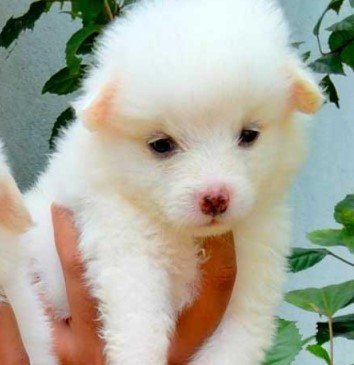 Pomeranian puppies for sale In Pune