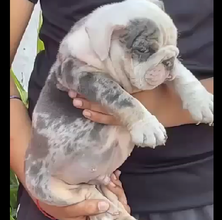 English bulldog female puppy price In Pune