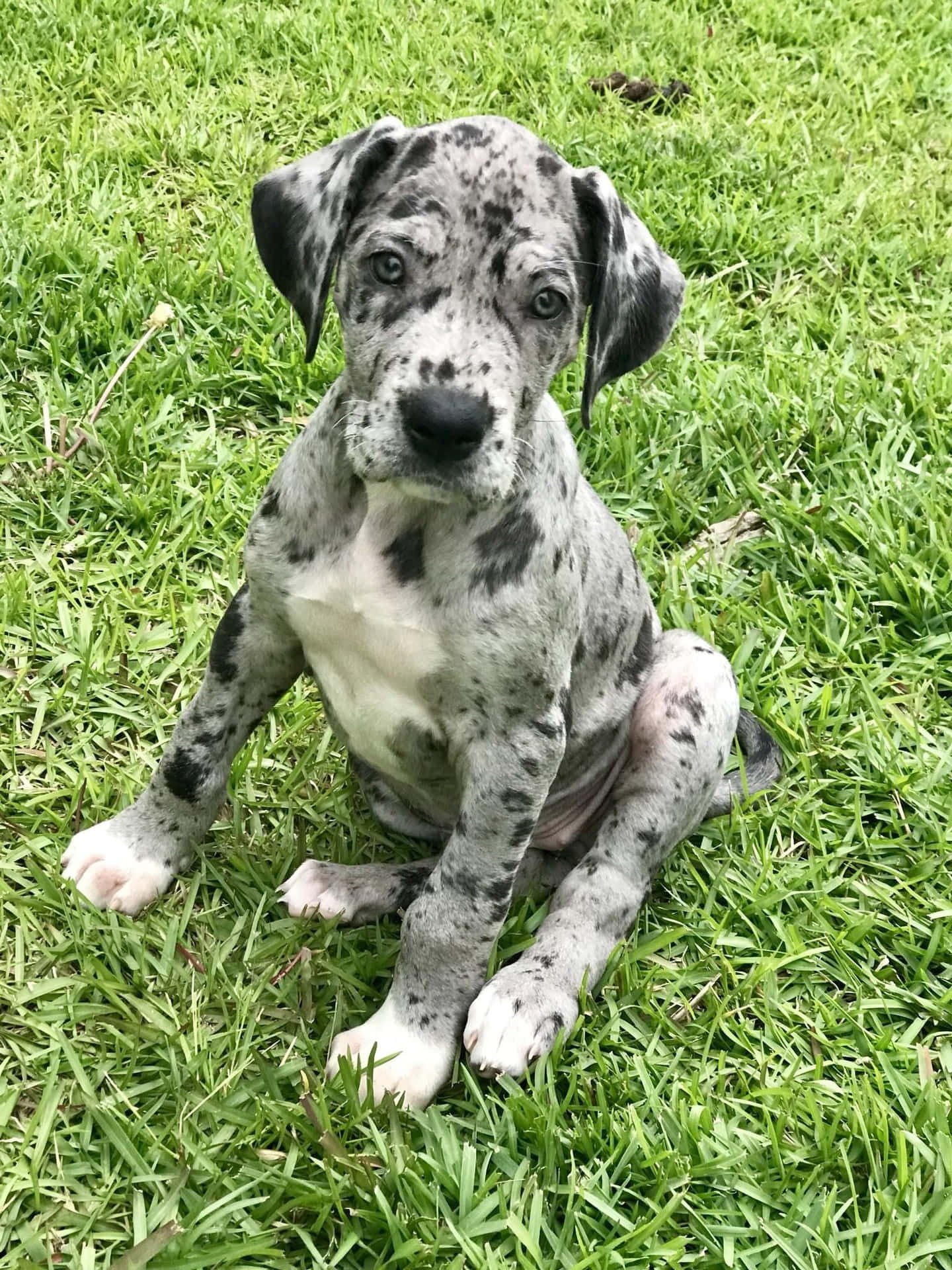 Great Dane dog breeder In Pune